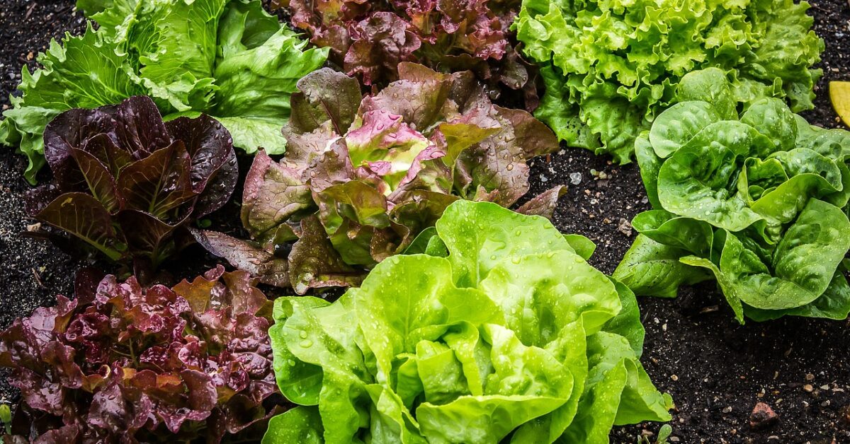 salad, salad plant, lettuce